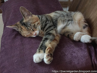 Shenyang coffee shop cat owners