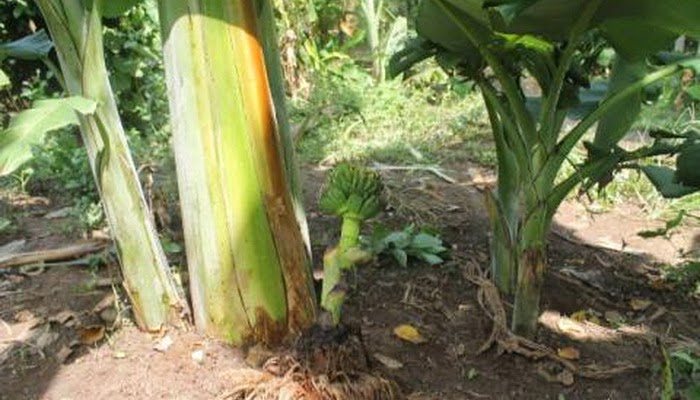 Wah Di Jembrana Ada Bongkol Pohon Pisang  Berbuah 