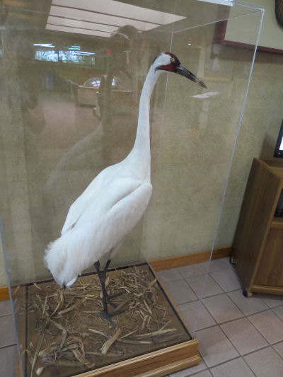 Whooping Crane