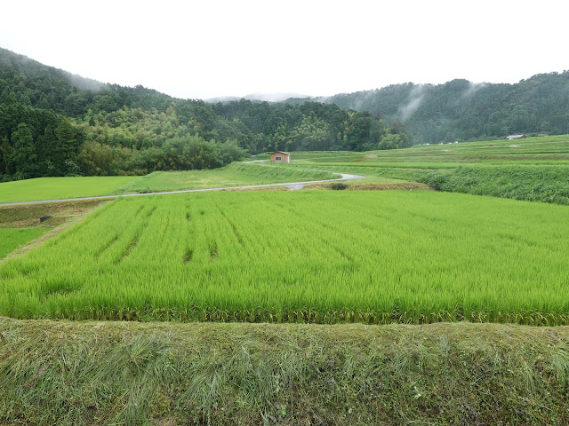 鳥取県道299号赤松淀江線　鳥取県西伯郡大山町赤松　赤松集落　水田