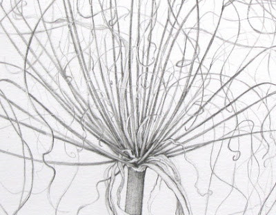 Graphite drawing of Cyperus prolifer Lam by Shevaun Doherty