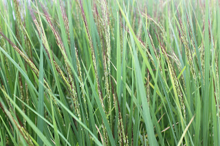 日本三大赤米のひとつ 総社の赤米