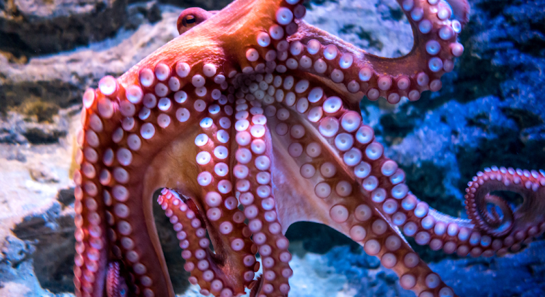 How Long Does An Octopus Live?