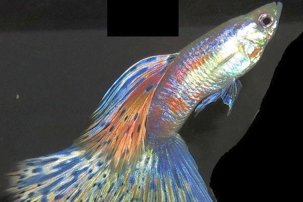 Ikan Multi Guppy