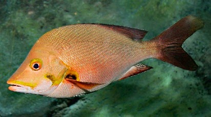  merupakan species ikan laut yang begitu terkenal di lingkup penghobi mancing Harus tau Mengetahui Umpan Jitu Mancing Ikan Kakap Merah