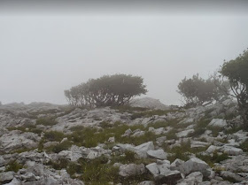 Alberi sul Pizzo d'Uccello