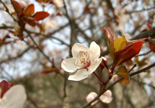 Cherry Plum Flowers Pictures