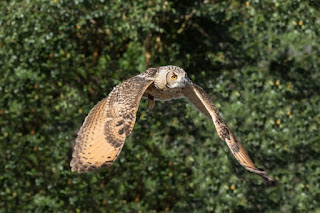 Evolutionists claim to have explanations for powered flight in owls and other living things, but they are stories, not science. Crediting the Creator is unthinkable to them.