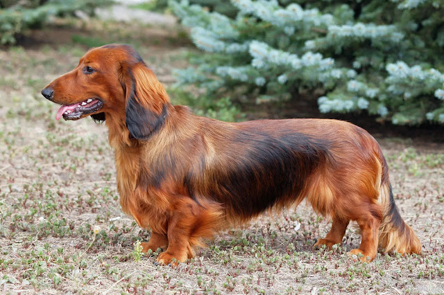 Dachshunds