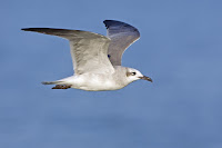 Laughing gull, Fulton Harbour, TX, by Alan D. Wilson, Sept. 2006