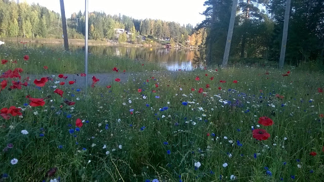 Kukkaniitty täynnä punaisia, sinisiä ja valkoisia kukkia tyynin järven rannassa.
