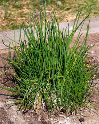 erba cipollina