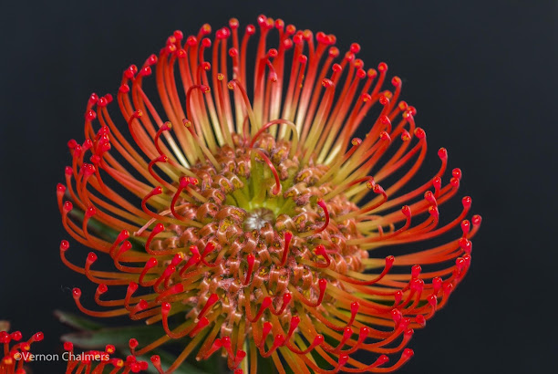 Pincushions flowers using AF and Manual Focus Override