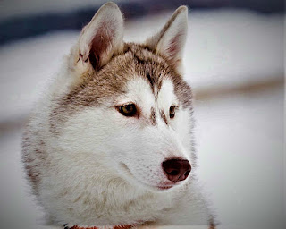 Alaskan Malamute History  The Alaskan Malamute is a very strong, intelligent, and the ancient aboriginal dog that is accustomed to surviving in the harsh conditions of Alaska, with extremely low temperatures and minimal amounts of food. The history of the breed is inextricably linked with the ancient peoples inhabiting Siberia. A few thousand years ago, these dogs made the transition together with the tribes that migrated from Siberia to Alaska and then settled in a new place.  To date, we know the name of only one of the tribes - the Mahlemuts. The tribe itself is now extremely small, if at all, but ancient people have preserved their memory of themselves thanks to this amazing breed of dogs that have survived to this day. The Mahlemuts, after a long journey, settled in the northeastern part of the Seward Peninsula - this area is considered to be the birthplace of Alaskan Malamutes.  The ancient inhabitants of Alaska used dogs not only to carry heavy sleds. Their help was required in the hunting of seals, in protection from the polar bear, as well as for the protection of dwellings. Indigenous peoples have always treated their dogs very well, putting children to bed with them to make it warmer at night, and generally treating them like family members.  In 1896, the Gold Rush began in Alaska - crowds of people from America and around the world poured in search of gold. They brought other dogs, hardy, strong, and resistant to low temperatures. This affected the purity of the Malamute breed, in addition, several nurseries appeared, each of which developed its own breed line.  The first and the most legendary nursery was founded by an equally legendary man named Arthur T. Walden - the creator of chinook breeds. At his kennel in New Hampshire, he also bred Alaskan Malamutes, supplying dogs on expeditions. His work was continued by Milton and Eva Seeley. They began to develop a variety of breeds descended from dogs brought from the Norton Sound area of Alaska. This type of Alaskan Malamutes was called "Kotzebue".  It is also necessary to talk about the line of Malamutes, developed by Paul Felker Sr. He bought several specimens in Alaska in 1905 and in the 1920s. This type was called "M'Loot". Malamutes from his kennel were used during the First and Second World Wars, in addition, they took part in the second expedition of Admiral Byrd.  The Alaska Malamute Club of America was founded in 1935, and the American Kennel Club gave official recognition to this breed of dog in the same year. During World War II, many Malamutes were used for military purposes in dog sledding operations in cold regions such as Norway and Antarctica, and many dogs were destroyed.   Characteristics of the breed popularity                                                           07/10  training                                                                03/10  size                                                                        07/10  mind                                                                     03/10  protection                                                          02/10  Relationships with children                         10/10  Dexterity                                                             06/10  Molting                                                                10/10     Breed Information Country  USA (Alaska)  Lifetime  13-16 years  Height  Males: 61-66 cm Females: 56-61 cm  Weight  Males: 36-43 kg Females: 32-38 kg  Length of coat  Average  Color  white and light gray to black  Price  500 - 3500 $    Description The Alaskan Malamute dog breed resembles large wolves, has a large physique, a wide, powerful chest, limbs of medium length, muscular, and very strong. Tail, fluffy saber-shaped. These animals in general are distinguished by great strength and endurance, which is evident in their every movement. The head is large, the ears are erect, the nape is clearly distinguished. The coat is long.     Personality The Alaskan Malamute breed is known for having irrepressible, immense energy. If you live in a private house, be sure - your dog will repeatedly destroy your backyard - lawn, garden, beds with vegetables - all this will turn into trenches and pits. By the way, it is better to dig the fence deeper or make a concrete foundation.  The best way to combat this phenomenon is to train your dog to dig holes in one place and accept that several square meters of your plot will be allocated specifically for these purposes. It is completely impossible to wean an animal from this, well, or it is very difficult. In addition, you deprive him of great pleasure in life. If you live in a city apartment, keep in mind that it will gnaw on your shoes, furniture handles, door jambs.  These dogs need long walks, physical exercises, training, and training, although it is difficult to train them and not everyone can do it. Therefore, the Alaskan Malamute is a breed that is not recommended for inexperienced owners or people with too soft a character. They are wayward, often, so to speak, "on their minds", sometimes they can simply not listen to you, although you give a very clear command. This, of course, must be fought.  Even if these dogs recognize you as a leader, they are like Siberian husky, will still try to test you for strength from time to time. The Alaskan Malamute is playful, active, loves various entertainments and toys, loves to be the center of attention, fool around and have fun. These dogs treat people perfectly, and even strangers are perceived with friendliness.  If you manage to build a proper, harmonious relationship with your pet, and put yourself in the role of leader, for the whole family it will be a real friend and a wonderful companion. These dogs are great for children, love to spend time with them. They are open and need human attention and communication, love to take part in the affairs of the family and feel part of it, require early socialization. If you love winter sports, the Alaskan Malamute will appreciate it, be sure, and will become your faithful companion in any, even the most difficult hikes.  They have strong natural instincts, so do not be surprised if your dog will hunt in the park for squirrels, in the forest for small rodents or even try to catch a bird. Moreover, they need to be friends with small dogs and cats from an early age, if you do not want them to hunt for them during walk-in adulthood. Malamutes hardly bark but can howl or make a specific sound. They are not suitable as a watchman.     Teaching Raising an Alaskan Malamute is a mandatory and necessary process, but not easy. They are in dire need of forming the right character for a harmonious life in the family since these dogs have their own history with obedience.  To properly interact with your dog, here are some simple rules:  do not feed the dog from the table in any case, especially if he is guilty. start the learning process at an early age - no later than 6 months. control food intake, making the dog clearly aware that you are the keeper of the most valuable food for him. If your pet behaves badly or does not want to follow commands, postpone the walk, hide toys. The dog should be clearly aware of who is the leader in the house. You need to teach your pet basic commands, but as for specialized ones, here it is better to contact a specialist.         Care The Alaskan Malamute breed needs to comb the coat twice a week, and during molting - more often. You need to bathe the dog once or twice a week. Sometimes there is information that they can be bathed once a month or even once every six months, but you can imagine what smell they will emit by this time. Be sure to clean the ears and eyes of the animal from deposits and dirt, and trim the claws every 10 days.     Common diseases The Alaskan Malamute is a very strong and hardy dog, but has a tendency to certain diseases, including:  cataracts; chondrodysplasia is a genetic disease; hip dysplasia is a hereditary disease; hypothyroidism; inherited polyneuropathy; hemeralopia (day blindness) – this usually begins to manifest when the puppy is eight weeks old.