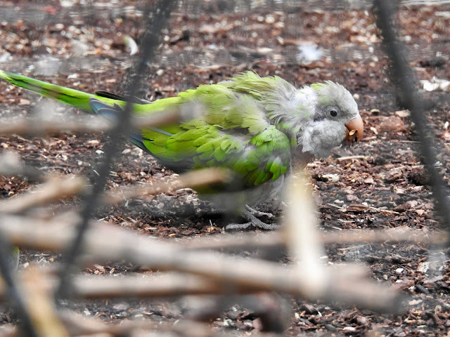 Monk Parakeet