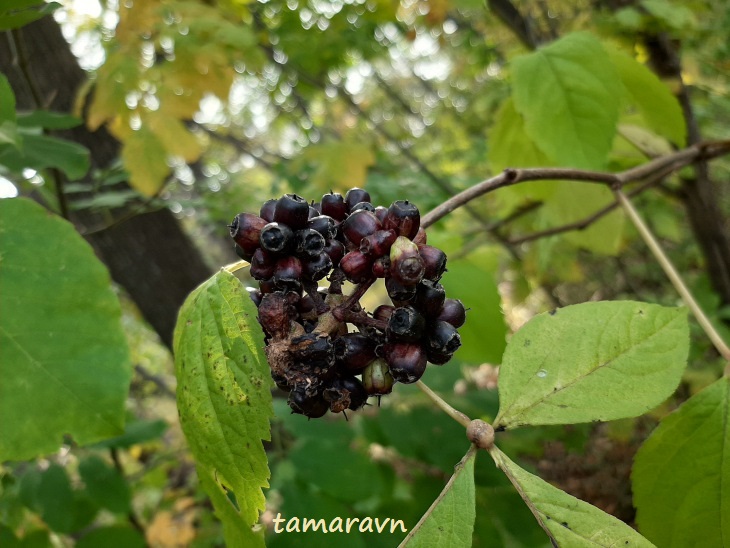 Свободноягодник сидячецветковый (Acanthopanax sessiliflorus, =Eleutherococcus sessiliflorus)