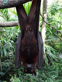 singapur zoo