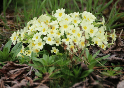 Wild primroses in the garden to attract more bees