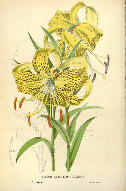 Лилия Лейхтлина (Lilium leichtlinii)