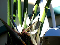 Giant White Bird Of Paradise Plant