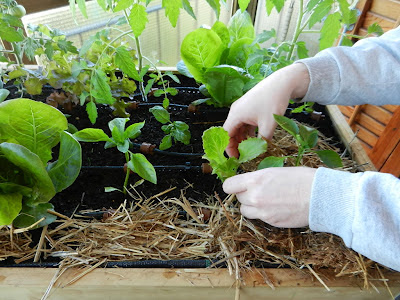 MESA DE CULTIVO