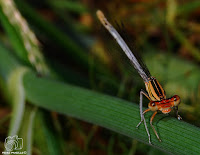 Caballito del diablo.