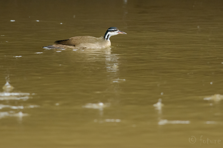 Ameerika redulind, Heliornis fulica, Sungrebe, Finfoot, grebe, Marsupial