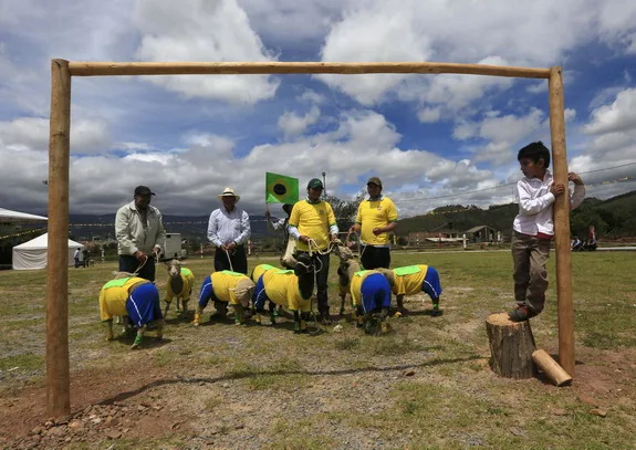 What if there's World Cup for sheep?