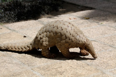 Pangolin facts and information