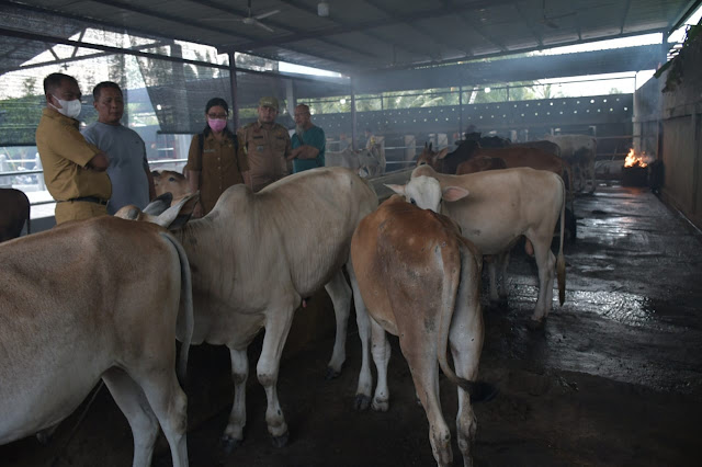 Tinjau Ternak Lembu, Bupati Sergai Minta Peternak Tidak Panik, Penyakit LSD Bisa Sembuh