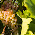 The Custoza Grape from the Glacial Hills Near Lake Garda