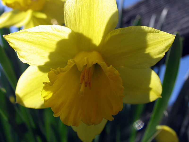 Daffodil -- No Fooling!