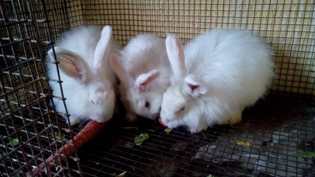  Pet Rabbit Care