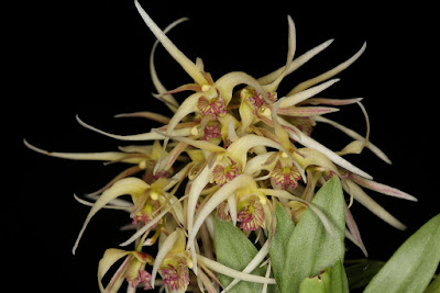 Dendrobium denudans care and culture