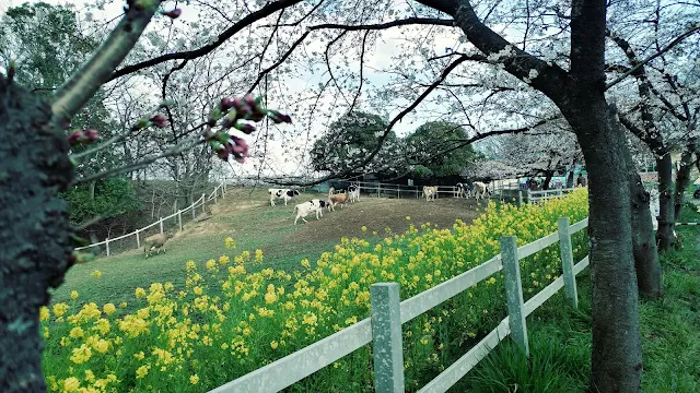 Kodomo no Kuni, Taman  Hanami di Jepang