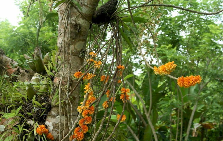 Дендробиум Буллена (Dendrobium bullenianum)