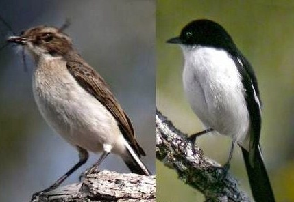 Tips Mengetahui Perbedaan Fisik Burung Decu Kembang Jantan ...