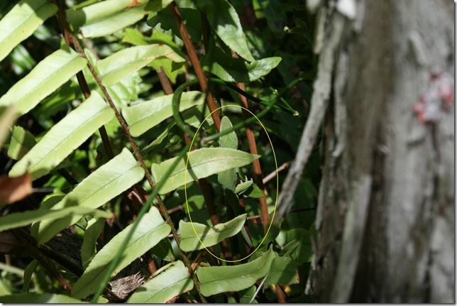 green anole circled