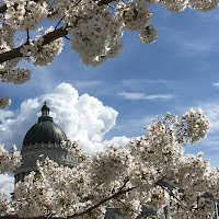 Capitol Blooms