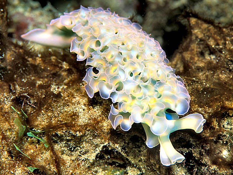 blue sea slug pet. Thus the slugs themselves