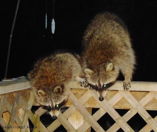 raccoons