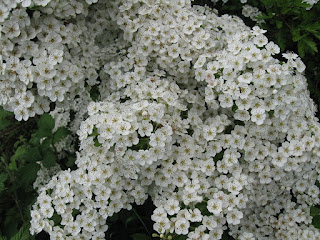 white hawthorn blossom photo