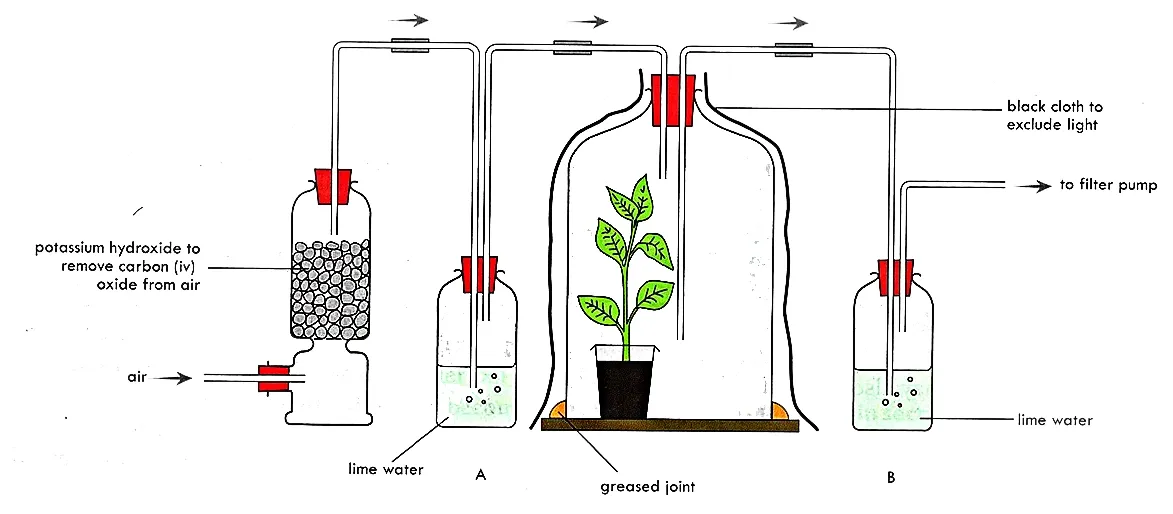 To demonstrate the release of carbon dioxide in plant respiration
