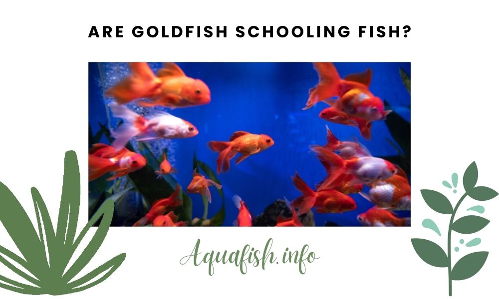 Are Goldfish Schooling Fish?