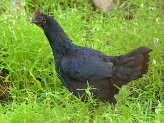 Poule domestique de la Réunion - Gallus gallus domesticus