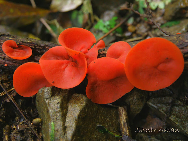 Sarcoscypha coccinea