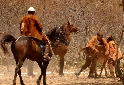 Pega de gado na caatinga: pura cultura nordestina