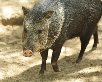 Foto White Lipped Peccary