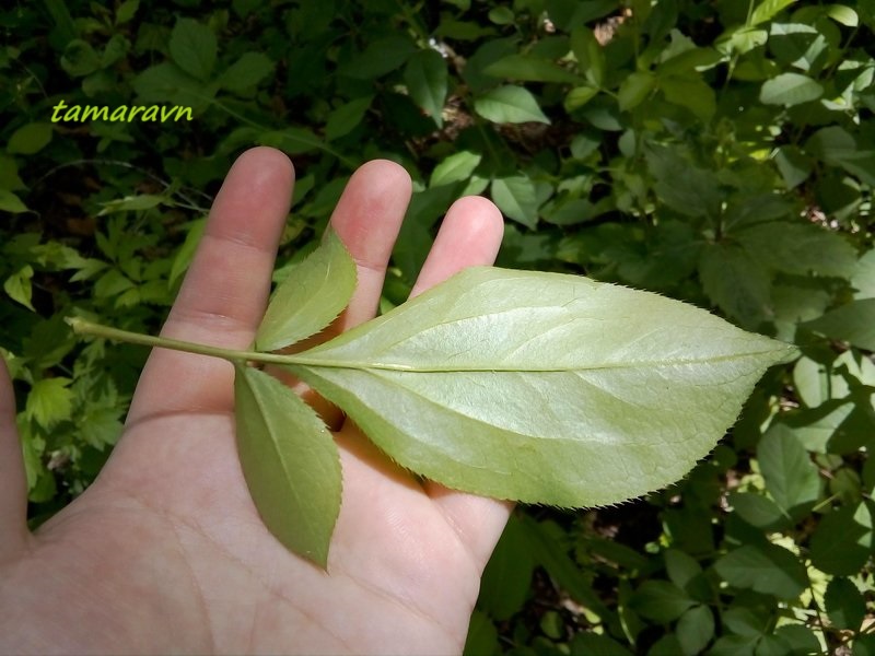 Атрактилодес яйцевидный / Веретенник яйцевидный (Atractylodes ovata, =Atractylodes lancea)