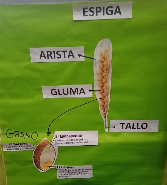 especie de trigo que tiene la espiga gruesa crucigrama